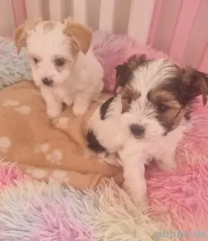   Nur noch 1 kleine Biewer Yorkshire Terrier Welpen 