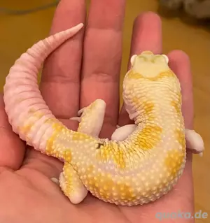 Leopardgecko Männchen