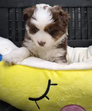 Mini Australien Shepherd Welpen 