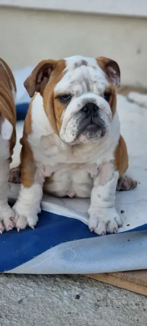Rüde Englischer Bulldoggenwelpe