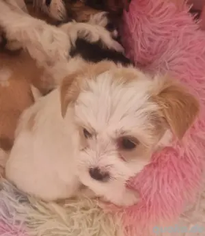   Nur noch 1 kleine Biewer Yorkshire Terrier Welpen  Bild 7