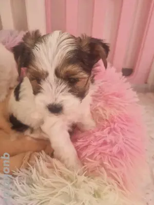   Nur noch 1 kleine Biewer Yorkshire Terrier Welpen  Bild 3