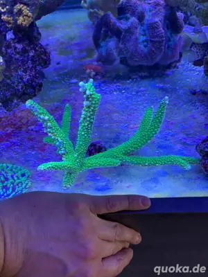 Acropora Enzmann Ableger