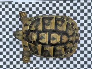 Griechische Landschildkröten Nachzucht 2019 Testudo Hermanni männlich