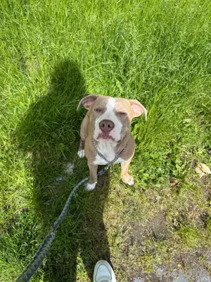 Pitbull Rüde