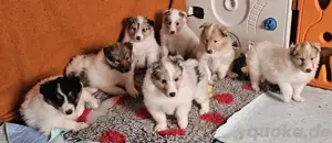 Collie Langhaar Welpen 