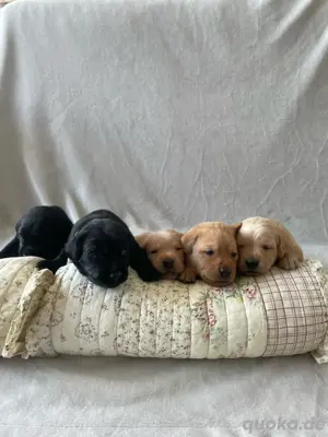 Labradorwelpen mit Familienanschluss aus liebevoller Hobbyzucht auf dem Bauernhof Premium Aufzucht Bild 1