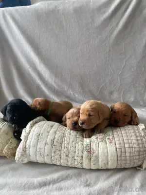 Labradorwelpen mit Familienanschluss aus liebevoller Hobbyzucht auf dem Bauernhof Premium Aufzucht Bild 2