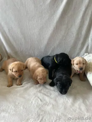 Labradorwelpen mit Familienanschluss aus liebevoller Hobbyzucht auf dem Bauernhof Premium Aufzucht Bild 3