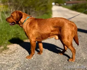 Labradorwelpen mit Familienanschluss aus liebevoller Hobbyzucht auf dem Bauernhof Premium Aufzucht Bild 5