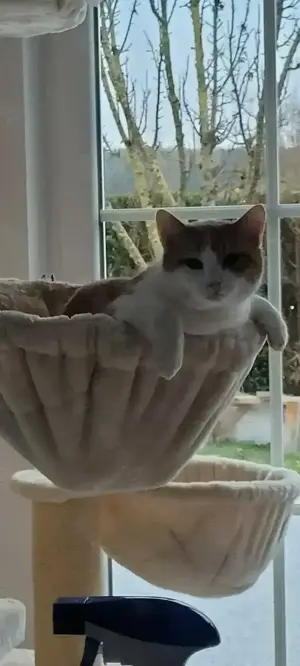 Biete Katzen und Kleintierbetreuung