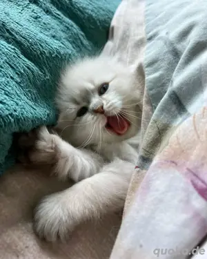 Ragdoll-Kätzchen verfügbar WhatsApp (15510055069)