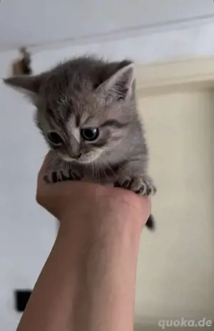 Süße BKH Kitten abzugeben