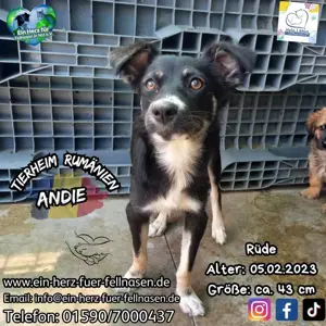 Andie sucht liebevolle Familie, die ihn nimmt wie er ist