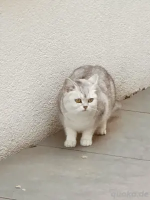 wünderschöne BKH Katze abzugeben