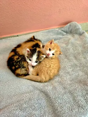 Katzenbabys Kitten