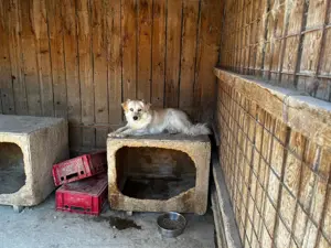 der hübsche Simba sucht Zuhause für immer und länger Bild 2