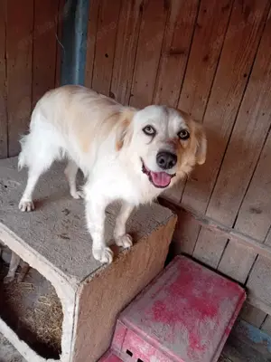 der hübsche Simba sucht Zuhause für immer und länger Bild 7