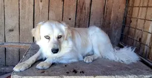 der hübsche Simba sucht Zuhause für immer und länger Bild 5