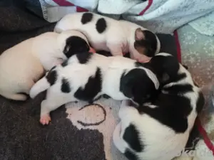 Jack Russell Welpen 