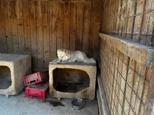 der hübsche Simba sucht Zuhause für immer und länger Bild 3