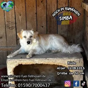 der hübsche Simba sucht Zuhause für immer und länger