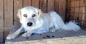 der hübsche Simba sucht Zuhause für immer und länger Bild 6