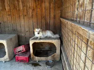 der hübsche Simba sucht Zuhause für immer und länger Bild 9