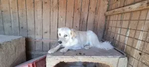 der hübsche Simba sucht Zuhause für immer und länger Bild 8