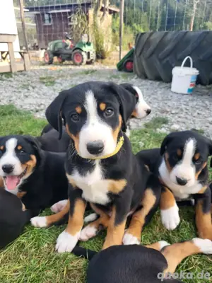 Appenzeller Sennenhund Welpen 