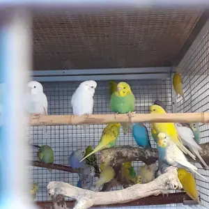 Wunderschöne Wellensittiche Bild 2