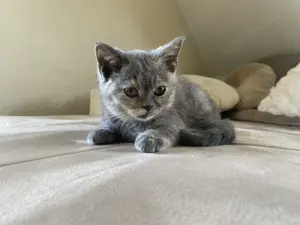 BKH Kitten ( Mädel)