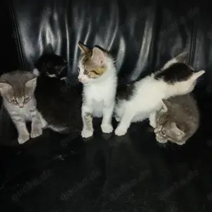 Babykatzen, Katzenbaby, Kater, Katze