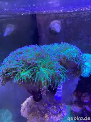 Euphyllia Glabrescens
