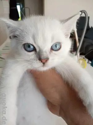 BKH kurz baby kitten silvershaded               
