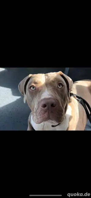 bully xl weibchen