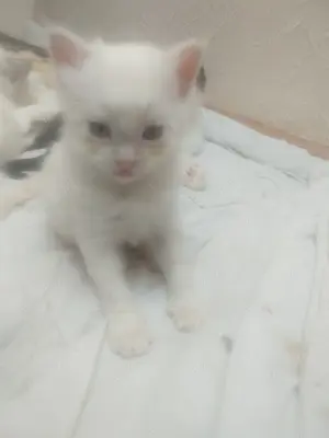 verkaufe Birma Mix kitten