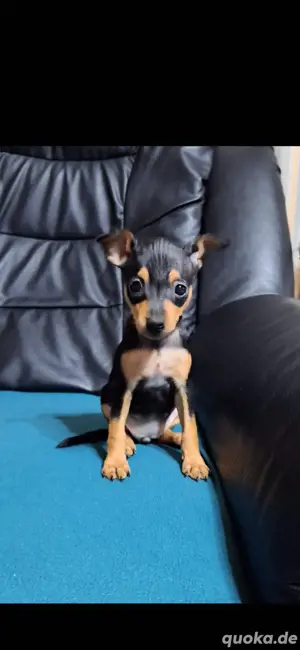 Hallo Verkaufe 1 wunder schöne zwergpinscher welpen 