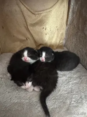 3 Kitten Bombay   BKH 