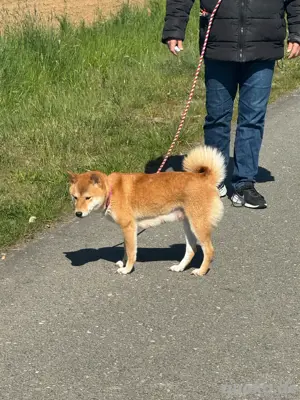 Reinrassige Shiba Inu Welpen vom Züchter