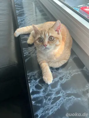 BKH Kitten