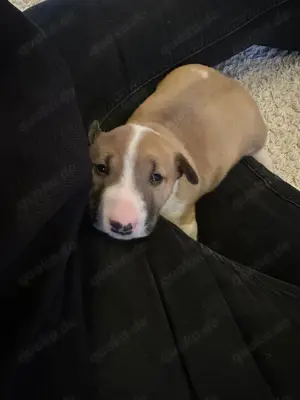 Miniatur Bullterrier Welpen mit VDH FCI Ahnentafel 