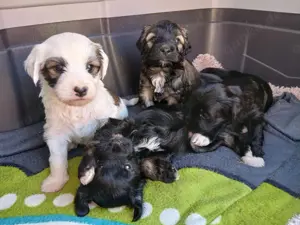 Tibet Terrier Welpen