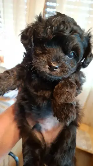  Abgabebereit Pudel  Chihuahua Mix Welpen Rüden 