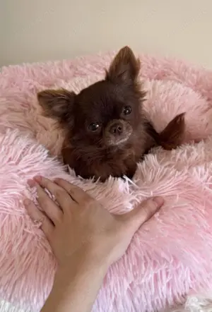 Mini Teacup Chihuahua Rüde