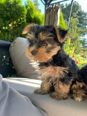 Süße  YorkshireTerrier Welpen 