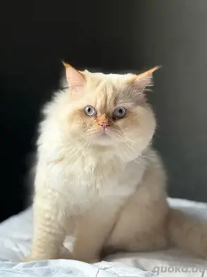 Perserkater (1 Jahr, 3 Monate) mit Impfpass   liebevolles Zuhause gesucht
