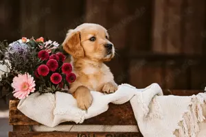 Reinrassige Dark Golden Retriever, Welpen mit Therapie Hunde Potenzial