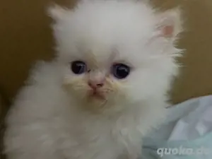 Süsse Blaue Angen Perser Kitten 