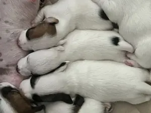 Welpen Jack Russell Terrier 